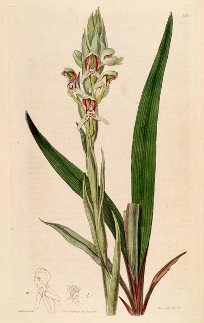Disa cernua